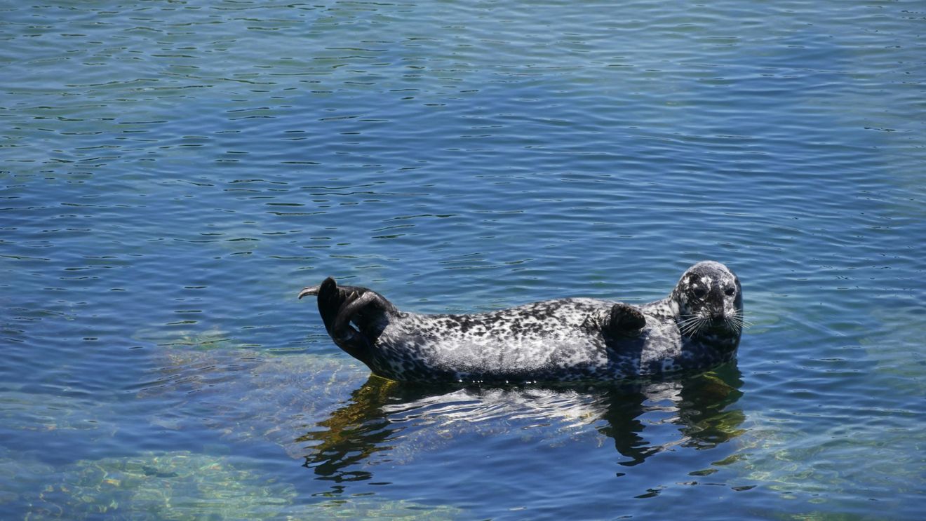 Cum se răcoresc animalele de la grădina zoologică în timpul caniculei - De la piscină gonflabilă la delicii congelate