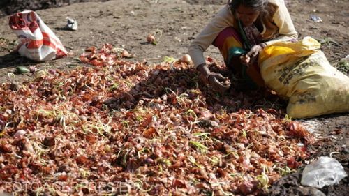 Creşterea de zece ori a preţului la ceapă îi lasă pe indieni cu lacrimi în ochi