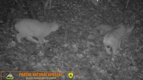 VIDEO Imagini rare cu o femelă de râs însoțită de doi pui, surprinse de camerele de supraveghere din Parcul Natural Apuseni. Devorează o căprioară