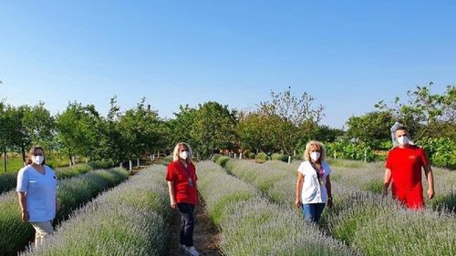 Echipă mobilă de vaccinare în lanul de lavandă din localitatea Fibiș, Timiș