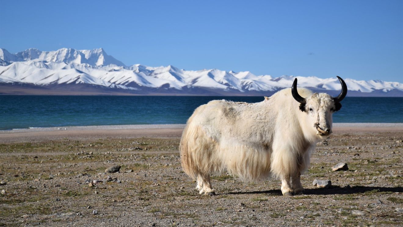 STUDIU Domesticirea iacilor în zona Podişului Tibetan a început în urmă cu aproximativ 2.500 de ani