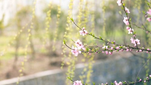 METEO: Temperaturi mai ridicate decât cele specifice perioadei, în luna martie și la începutul lunii aprilie