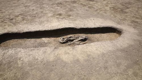 FOTO Descoperiri arheologice importante pe traseul viitoarei centuri ocolitoare a Timişoarei: Cea mai mare necropolă de incinerație din Banat, vase ceramice şi bijuterii