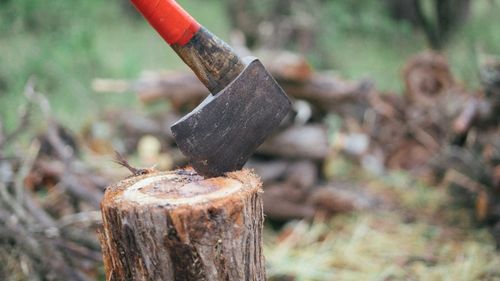 Poliția face mai multe percheziții în județul Mureș, la persoane bănuite de tăiere ilegală de copaci, evaziune fiscală, abuz în serviciu și delapidare