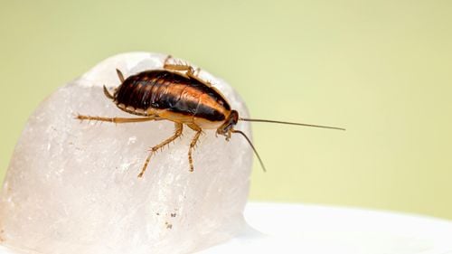 Infestările cu gândaci au crescut cu o treime în Spania. Schimbările climatice, o posibilă cauză