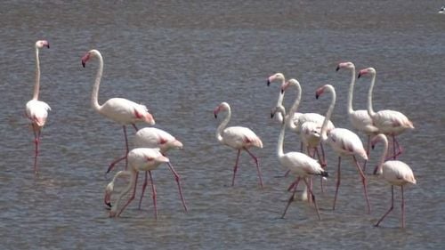 FOTO Grup de păsări Flamingo, observat pe lacul Nuntași, care a secat în urmă cu un an
