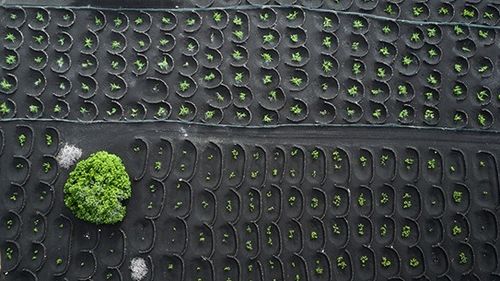 Cum e stimulată competitivitatea de condiițiile dure: fermierii din Insulele Canare cultivă vița de vie în gropi săpate în tuf vulcanic