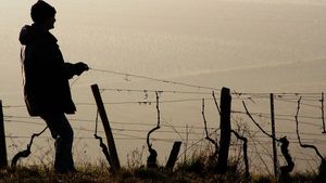 Producția de vin din sudul Franței, afectată grav din cauza incendiilor. "Pentru noi, este incert dacă vom recolta sau nu"