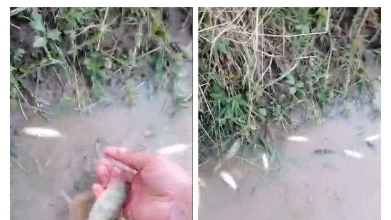 Mii de pești morți pe Olt, în zona Făgărașului / ”E o undă de poluare, încă nu știm de unde este”