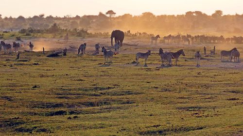 Modelul învățământului profesional dual de la Brașov ar putea fi preluat de Botswana / Ministrul Economiei din statul african: ”Ce am descoperit aici și ni s-a părut foarte interesant pentru țara noastră”