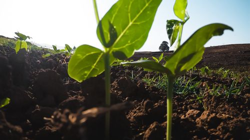 Extremele agriculturii românești. Cine sunt micii și marii jucători și ce subvenții s-au încasat la vârf