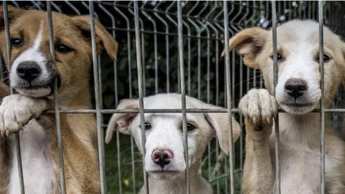 VIDEO INTERVIU Ciprian Ciucu: Nu susțin eutanasierea câinilor fără stăpân / Mi-am schimbat părerea / Reacția mea a fost una profund emoțională / Sunt multe alte opțiuni precum adopția sau le asiguri un trai civilizat în adăposturi