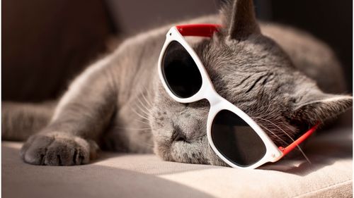 Top rase de pisici pe care nu le sperie schimbările: Ele sunt cele mai adaptabile feline