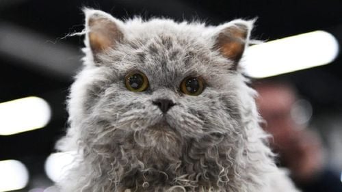 Cele mai neobișnuite 5 rase de pisici: atrag toate privirile. Aspectul lor fizic fascinează iubitorii de animale