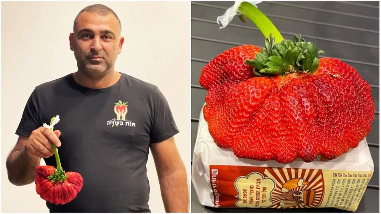 O căpşună uriaşă i-a adus unui fermier din Israel un record mondial Guinness / Vechiul record era deținut de un japonez