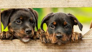Iran: Proprietarii de câini nu mai au voie să-și plimbe animalele în parcurile din Teheran / Parlamentul discută o lege care ar restricționa puternic deținerea de animale de companie