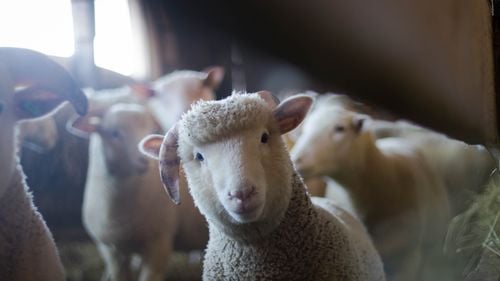 Mii de oi ce urmau să fie exportate, blocate în ferme din Arad din cauza pestei micilor rumegătoare