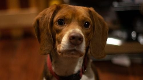 Ce gândește câinele tău când te privește? Știința începe să descifreze misterul și să ne arate ce emoții simt patrupedele pentru stăpânii lor