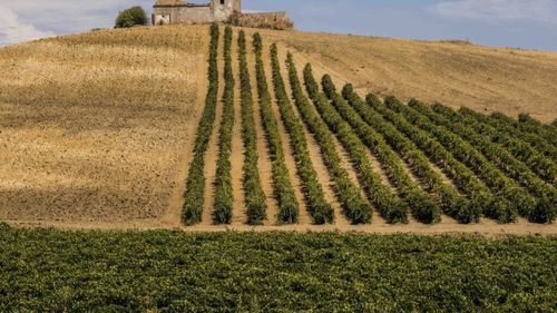 FOTO | Sicilia în trei zile: o poveste despre vin, oameni și gusturi care rămân