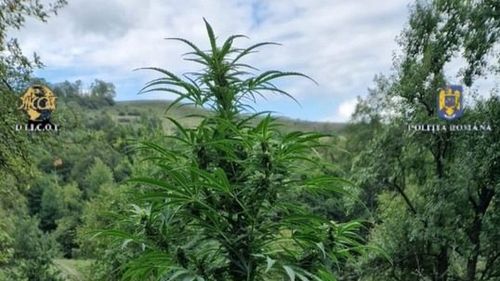 VIDEO Peste 200 de kilograme de canabis și muguri au fost descoperite de DIICOT în urma a două percheziții/ Plantele cultivate într-o zonă greu accesibilă ajungeau și la doi metri înălțime/ Doi bărbați au fost arestați preventiv