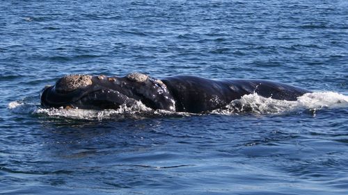 STUDIU O specie de balenă pe cale de dispariție din largul coastei de sud a Australiei naște mai rar / Principalele cauze: schimbările climatice și activitățile umane