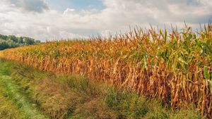 O firmă agricolă din Călăraşi nu a mai apucat că recolteze porumbul pe care îl semănase pe mai bine de 7 hectare, pentru că i l-au recoltat hoţii / Poliţia a recuperat a zecea parte din prejudiciu / Zece persoane, între care şi minori, cercetate