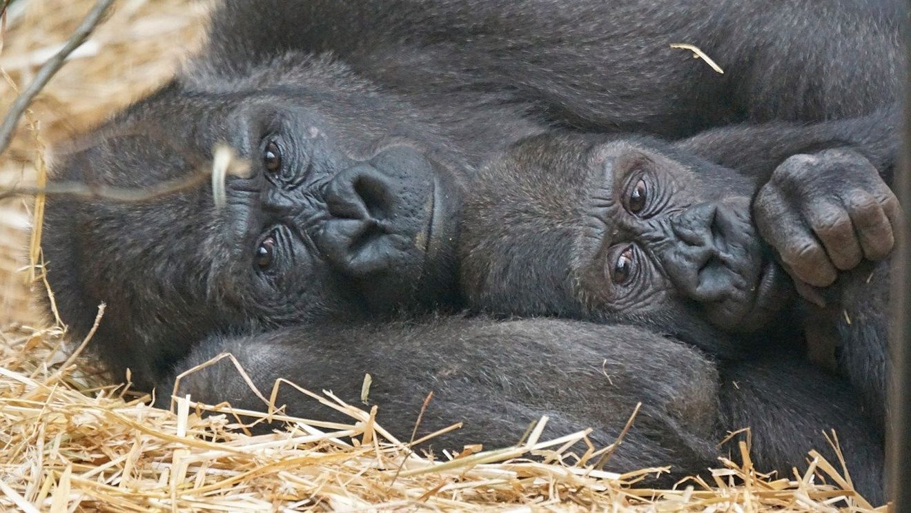 Două gorile de la o grădină zoologică din California, testate pozitiv pentru noul coronavirus