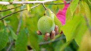 Locul din București unde se găsește „banana nordului” / Este ecologică, iar un kilogram costă între 40 și 60 de lei / Ce gust are