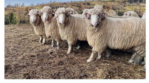 EXCLUSIV Antreprenorul Cristian Mercioniu construiește în Olt o fabrică de procesare a lânii, pentru a produce izolatoare ecologice / Investiția se ridică la aproape 31 milioane euro, din care ajutorul de stat va fi de 22 milioane de euro / Proiect pilot în Argeș