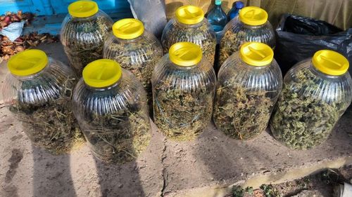 Un vrâncean care cultiva canabis în trei solarii, prins cu 5 kg de droguri