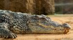 Băiat de 3 ani, rănit grav în țarcul cu crocodili la o grădină zoologică din Marea Britanie. Un bărbat a fost arestat sub tentativă de omor