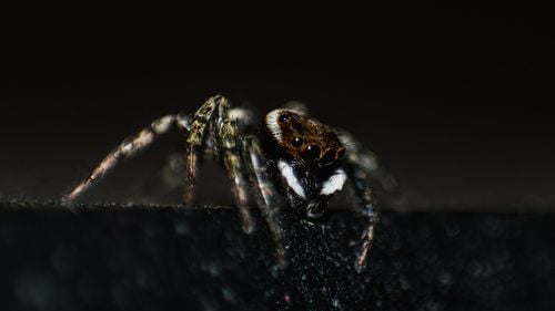 O ciupercă nou descoperită transformă păianjenii care trăiesc în peșteri în "zombi”