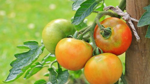 Daea: Roșiile de la Glodeanu-Sărat sunt bune / Fermierii anchetați pentru comerț și folosire de substanțe ilegale reprezintă cazuri izolate