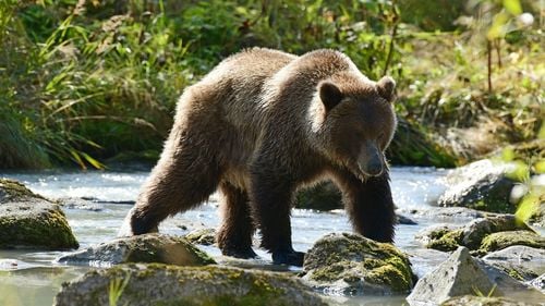 O tânără din Sibiu s-a întâlnit cu un urs grizzly în sălbăticia munților Canadei. „O Doamne, e foarte aproape!”