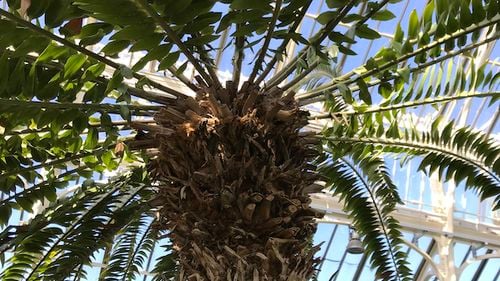 Se caută un copac: Cycasul lui Wood este "cea mai singuratică plantă din lume", iar un colectiv de cercetători verifică o pădure din Africa de Sud pentru a o ajuta să se reproducă / Sunt folosite drone și inteligența artificială