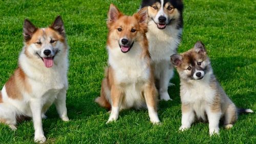 Se deschide sanctuarul Victory din Brașov / 600 de câini fără stăpân vor avea condiții mult mai bune decât în adăposturi