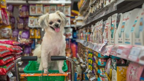 Revoltă împotriva câinilor în San Francisco: Prea mulți, prea liberi, prea obraznici. Locuitorii cer amenzi de până la 1.000 de dolari pentru stăpânii care își plimbă câinii fără lesă