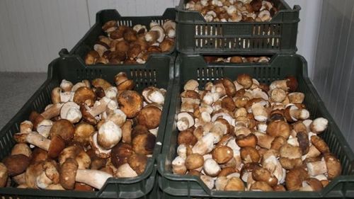 Cum a afectat pandemia afacerile cu hribi din România / Procesator: Sunt probleme majore cu vânzarea, pe piața externă mai ales. Din toate restaurantele din Italia, 50% s-au deschis