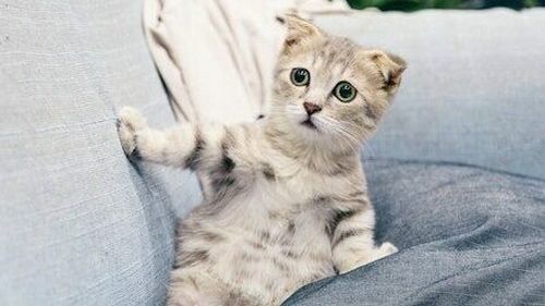 O companie norvegiană se plânge că fabricarea muniţiilor pentru Ucraina este îngreunată de un centru de date TikTok din apropiere: ”Viitoarea noastră creştere a producţiei se loveşte de o provocare: stocarea videoclipurilor cu pisici”