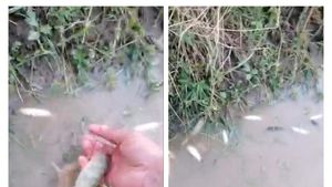 Mii de pești morți pe Olt, în zona Făgărașului / ”E o undă de poluare, încă nu știm de unde este”