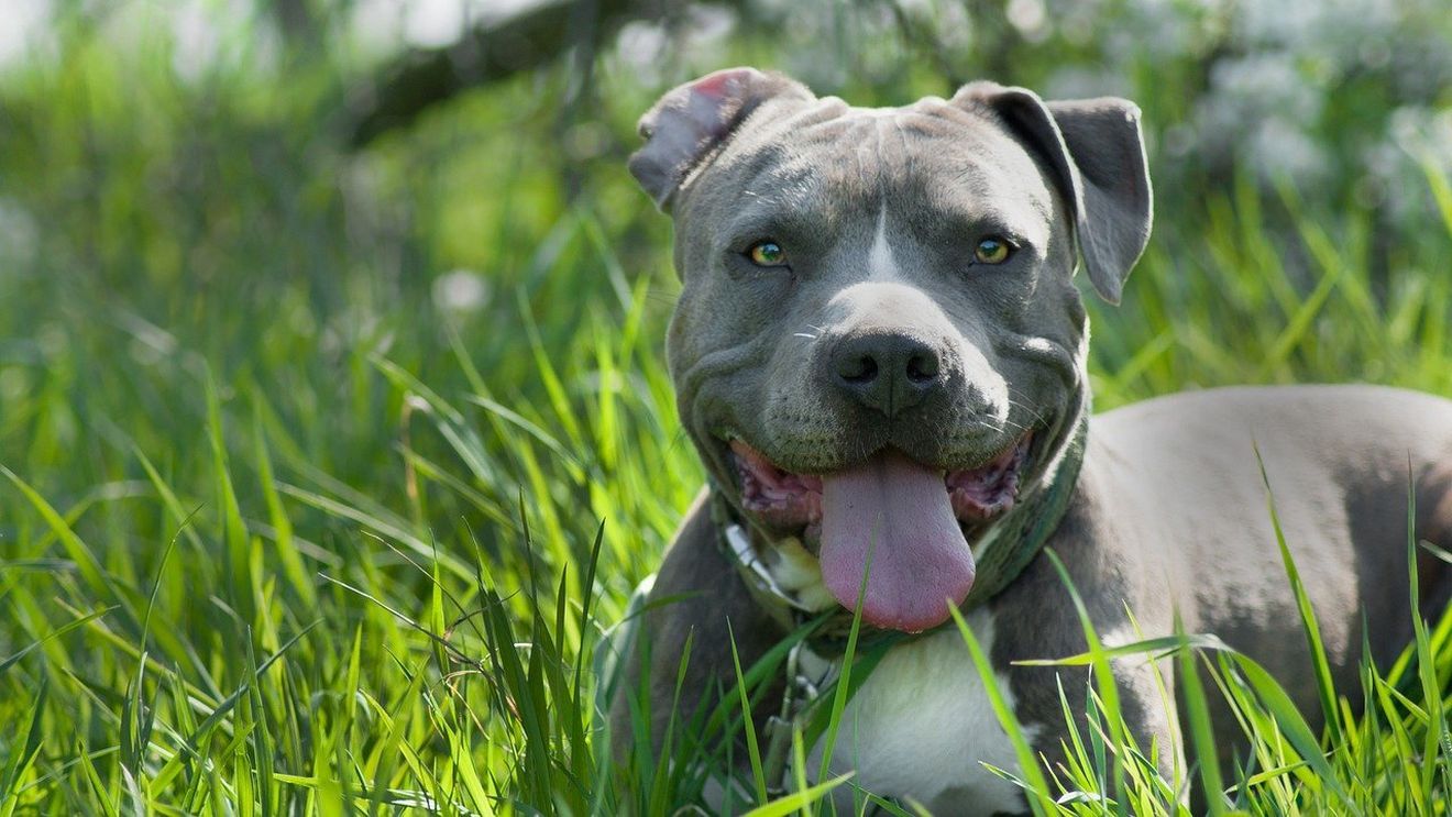 Un bărbat de 47 de ani ar fi fost ucis de câinele din rasa Amstaff al unei persoane care îi lăsase animalele în grijă cât era plecată la muncă / O fată de 14 ani, mușcată și ea / Polițiștii au deschis dosar penal (surse)