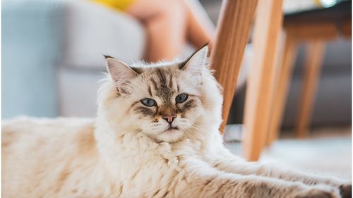 Top rase de pisici liniștite. Cele mai pașnice feline care preferă afecțiunea, și nu joaca agresivă