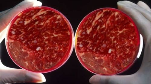 Studiu: Carnea artificială, posibilă soluție pentru a combate schimbările climatice. Ce este, cum se produce, cât costă și care sunt riscurile și beneficiile