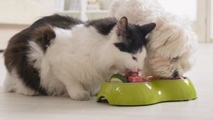 Hrana fără gluten pentru câini și pisici: Cererea crește pe măsură ce proprietarii devin mai conștienți de sănătatea animalelor. Piața va ajunge la 10,8 miliarde USD până în 2033