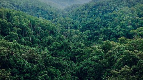 Franţa conduce o iniţiativă a cinci țări europene, în valoare de 2,5 miliarde de dolari, pentru protejarea pădurilor din Congo