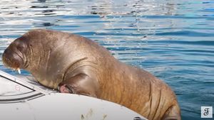 VIDEO După balena Beluga și morsa Freya, vedeta fiordurilor din Oslo, a fost eutanasiată, pentru că punea în pericol vieţile turiştilor, susțin autoritățile de la Oslo