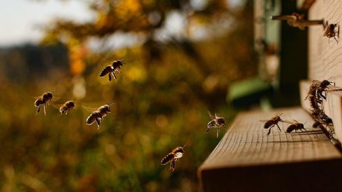 UPDATE Parlamentul European a respins raportul privind reducerea pesticidelor/ Disputa privind utilizarea pesticidelor: asociațiile producători bio vs. marile culturi agricole