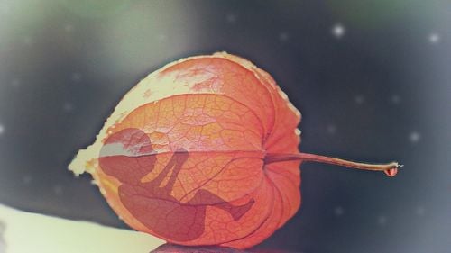 Curtea Supremă din Alabama a decis că embrionii congelați sunt “copii”: “Fiecare ființă umană, din momentul conceperii, este făcută după chipul lui Dumnezeu"