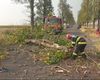 Copaci doborâţi de furtună peste maşini şi linii electrice în Neamț