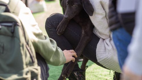 Târg de adopţii pentru căţeii din adăposturile ASPA, sâmbătă, la Opera Comică pentru Copii și pe Calea Victoriei